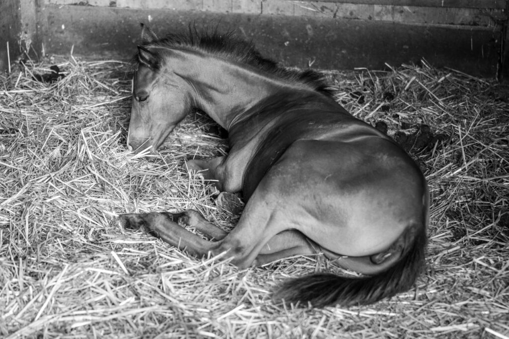 foal straw bedding