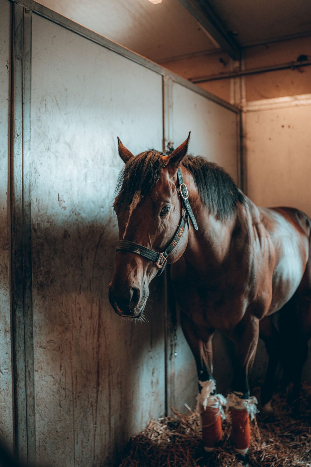 Straw pellets vs. shavings: what actually changes in the stable