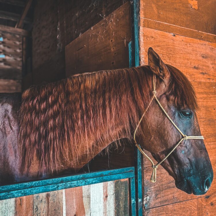 horse stable chestnut