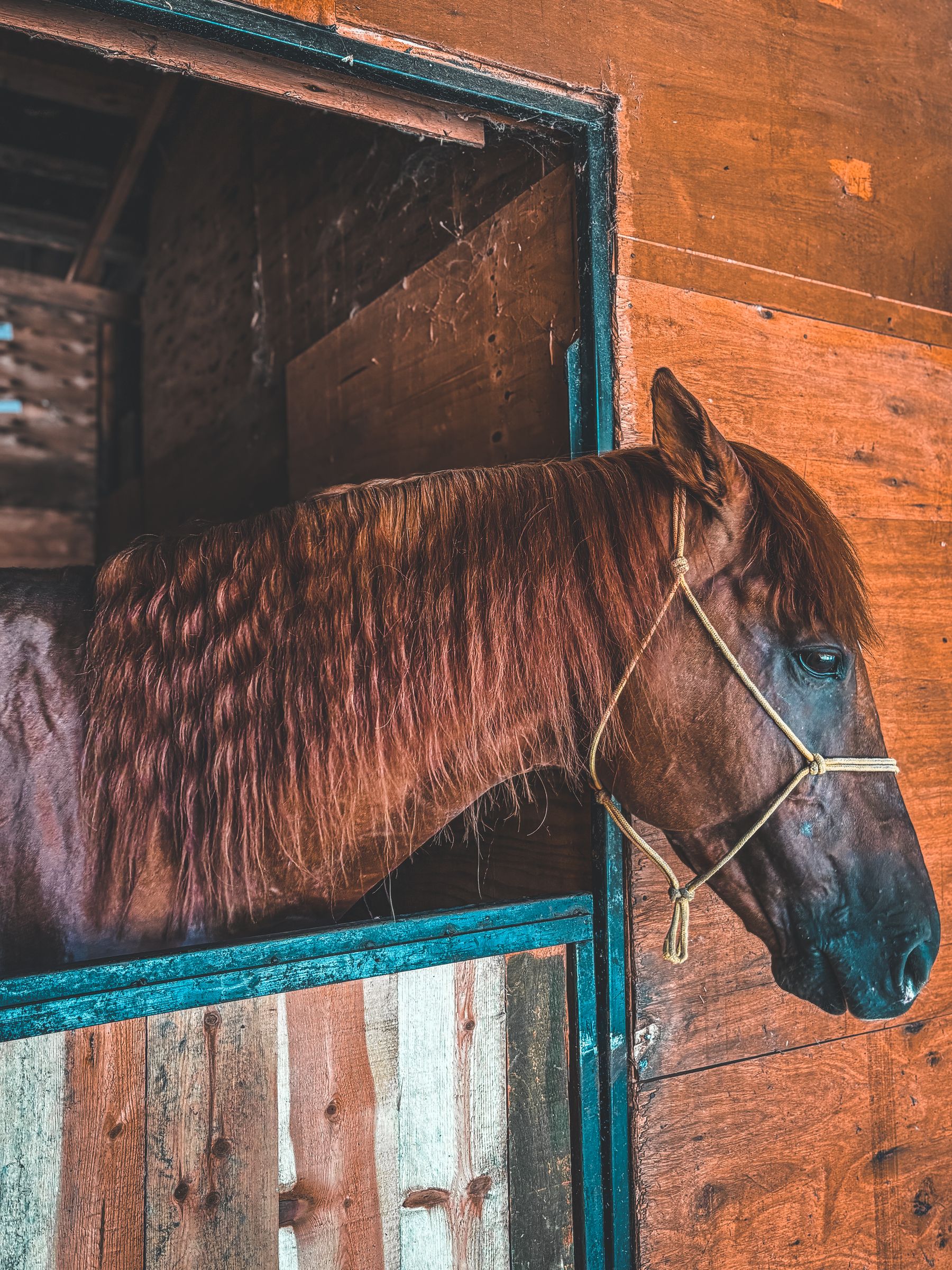 horse stable chestnut