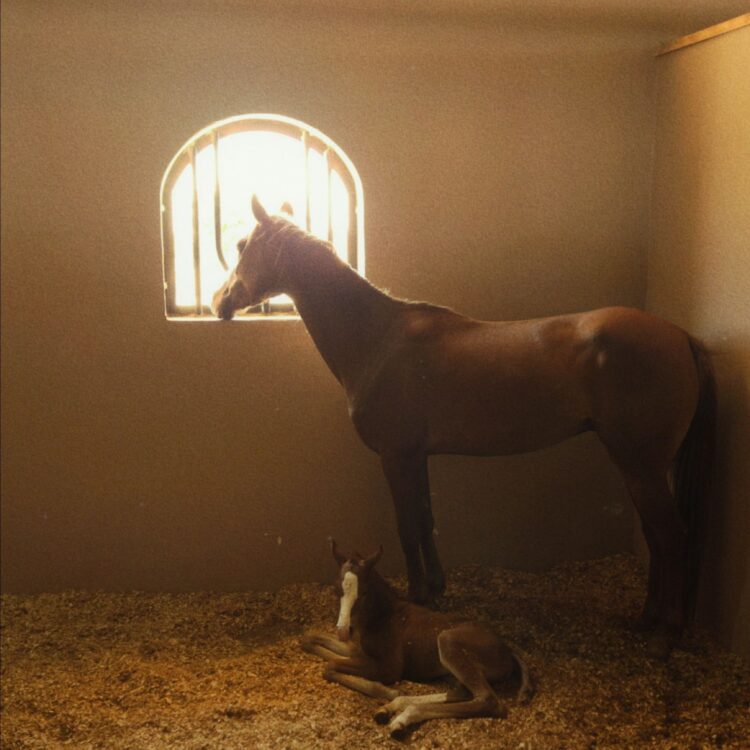 mare foal sunlit stable