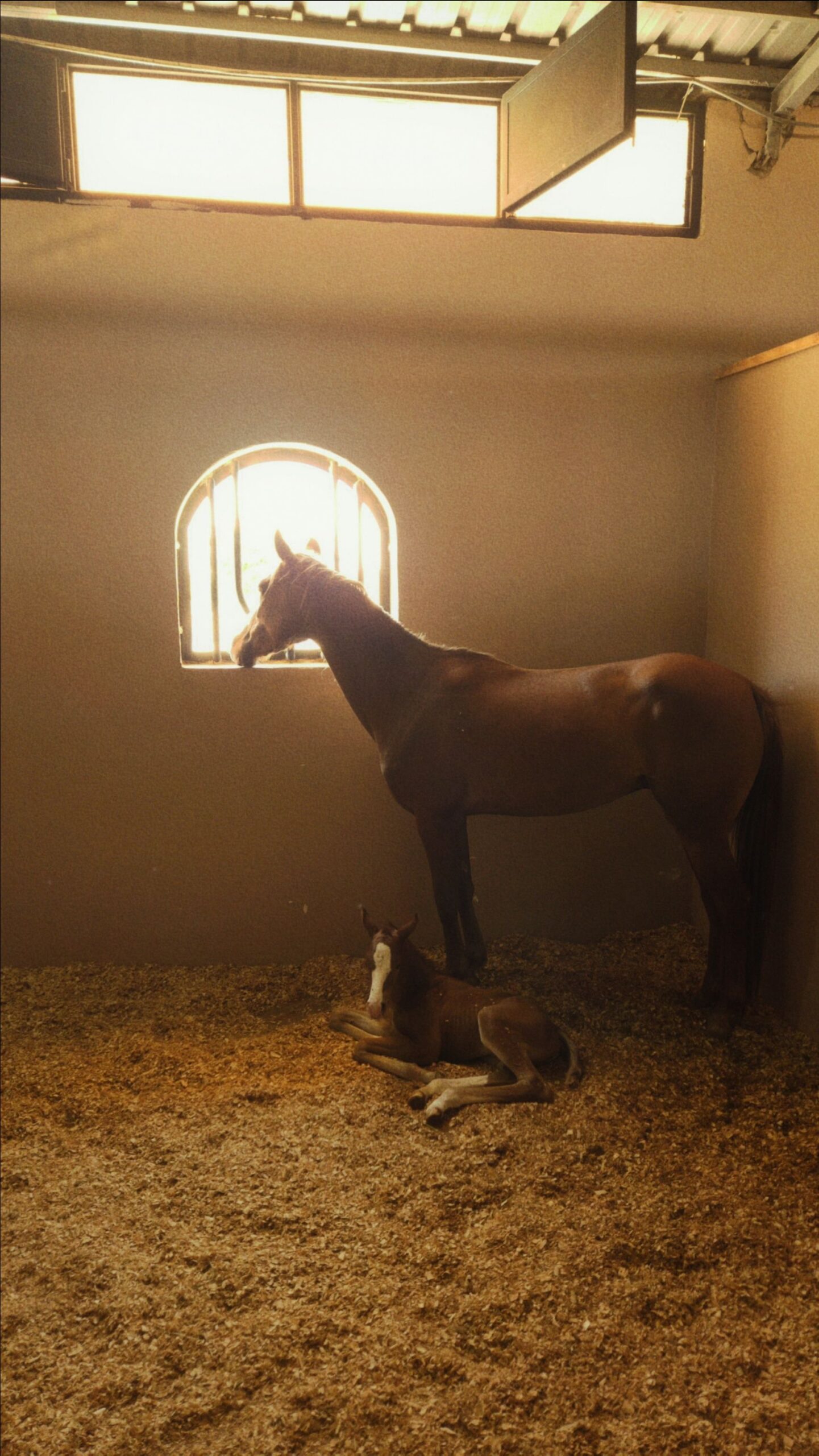 mare foal sunlit stable